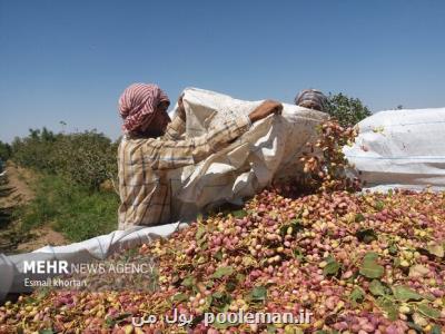 صادرات ۴۲۶ میلیون دلاری پسته در نیمه نخست امسال