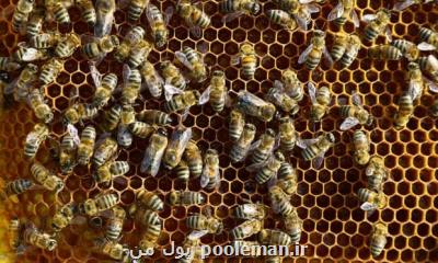 بومی سازی دستگاه تلقیح ملکه زنبورعسل با قابلیت کنترل باروری