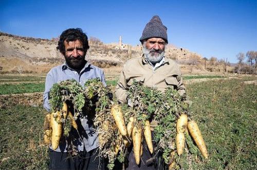 برداشت محصول هویچ از مزارع لرستان