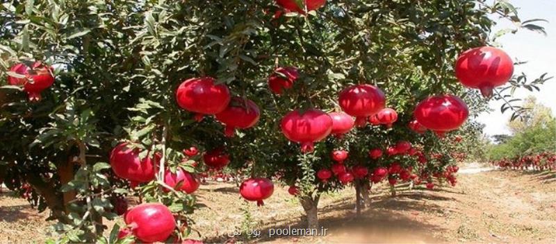ذائقه بازارهای جهانی باید به تولیدکنندگان انار منتقل شود