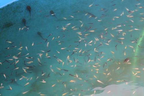 شروع فصل رهاسازی بچه ماهیان بومی در خوزستان