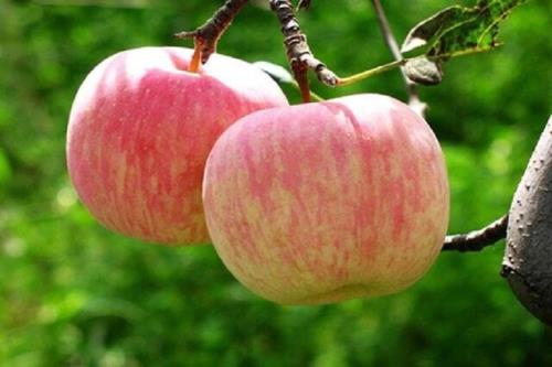 تولید سالانه بیشتر از ۵۶ هزار تن سیب درختی در خراسان شمالی