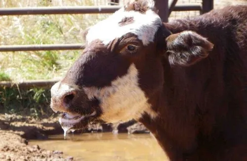 سویه جدید تب برفکی سرنوشت بازار لبنیات چه خواهد شد؟