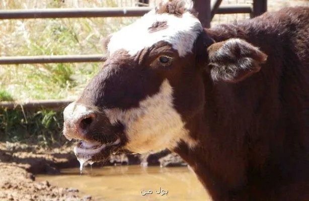 سویه جدید تب برفکی سرنوشت بازار لبنیات چه خواهد شد؟