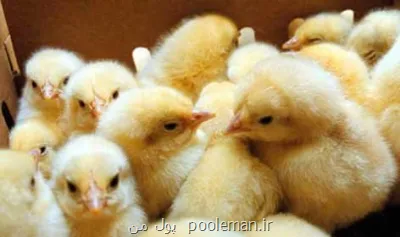 مجوز صادرات تخم مرغ نطفه دار و جوجه یک روزه اضافه صادر شد