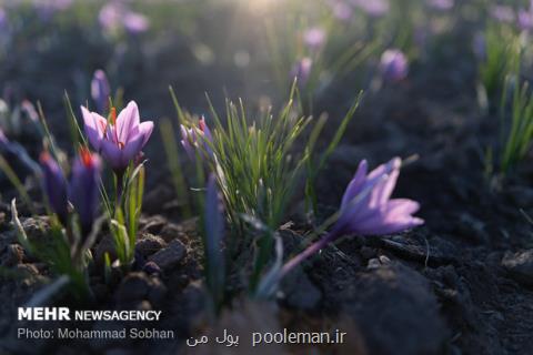 پیمان سپاری ارزی، بلای جان طلای سرخ